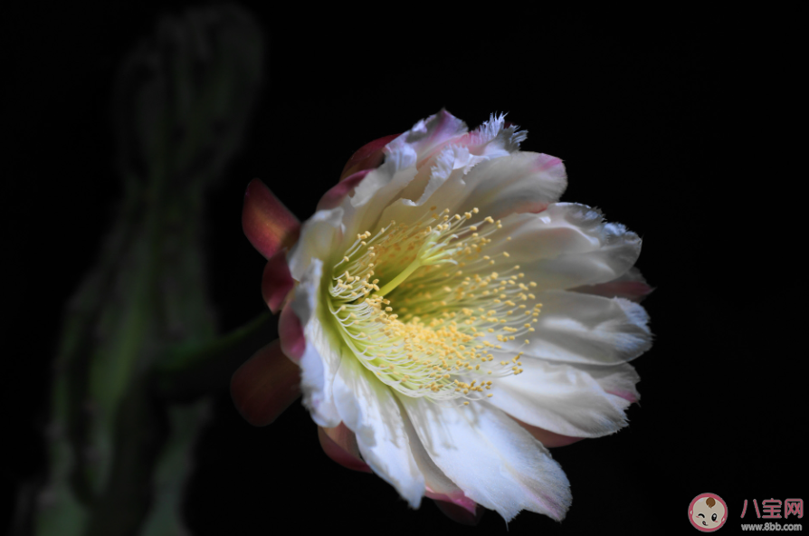 昙花一般在晚上盛开是因为要 蚂蚁庄园4月5日答案