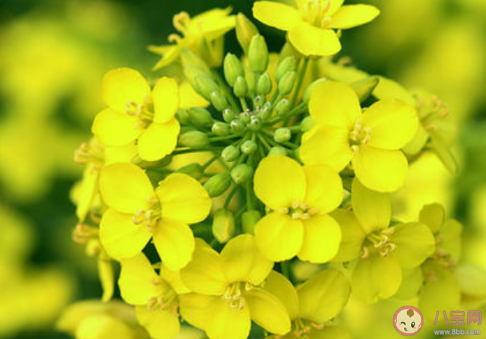 朋友圈晒油菜花图片配文说说 2020发油菜花照片的说说句子