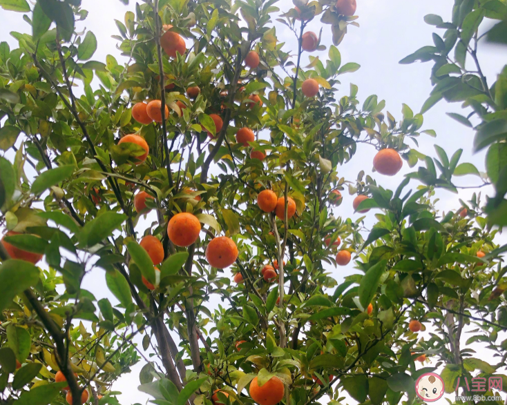 春天来了的说说朋友圈 2020希望疫情早点过去春天来了说说