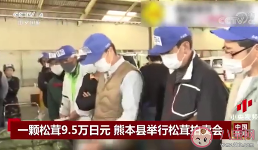 日本松茸拍卖一颗高达9.6万日元是怎么回事 松茸为什么这么贵 日本松茸拍卖一颗高达9.6万日元是怎么回事 松茸为什么这么贵