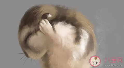 老鼠人蝙蝠人什么梗 老鼠人蝙蝠人什么意思