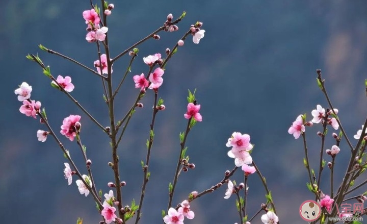 2020春分节气微信文案说说 春分节气发朋友圈句子