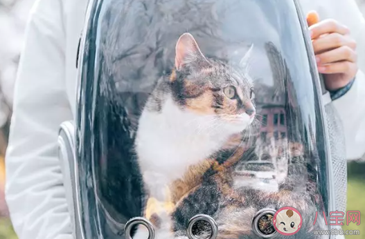 养猫每个月的开销是多少 养猫一个月得花多少钱