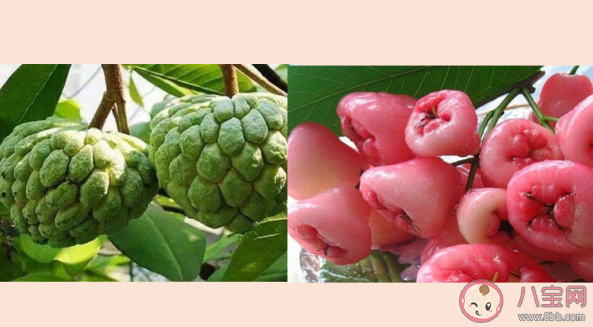 释迦莲雾是夫妻果吗 释迦和莲雾有什么寓意