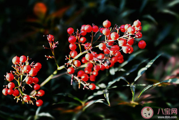 曼陀罗毒性有多大 哪些常见的植物有毒