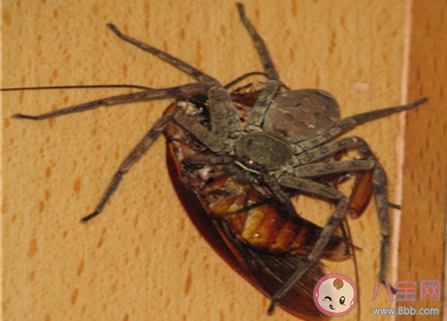 蟑螂怎么消灭最彻底最有效 彻底去除蟑螂的办法有哪些