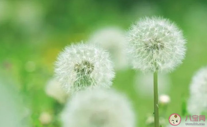 2020今日春分心情文案说说 今日春分发朋友圈唯美句子