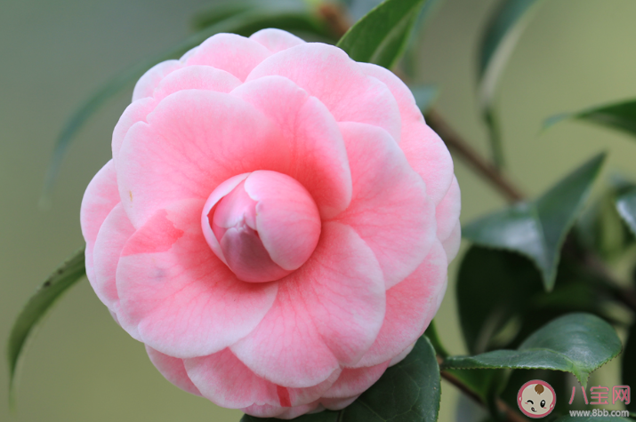 茶花开了的唯美说说句子 茶花开了的朋友圈优美文案