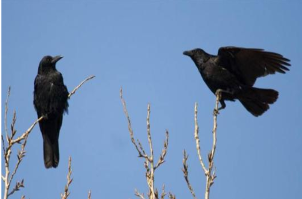 男子被乌鸦追了3年是怎么回事 愤怒的小鸟乌鸦追啄男子三年