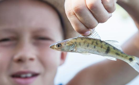什么鱼汞含量高 哪些鱼高DHA又低汞