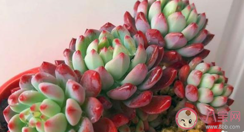 多肉蓝苹果冬天如何养护 多肉蓝苹果冬天需要浇水吗