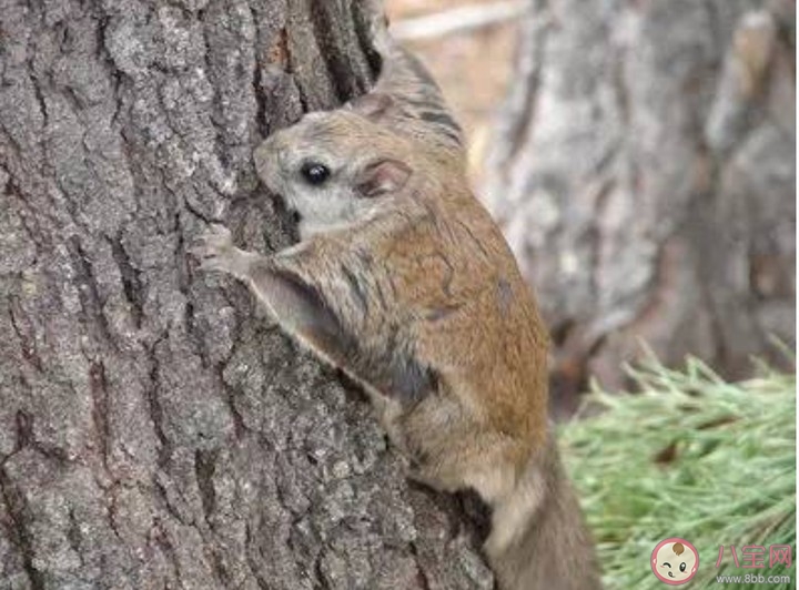 什么是五灵脂呢 以及五灵脂有什么作用呢