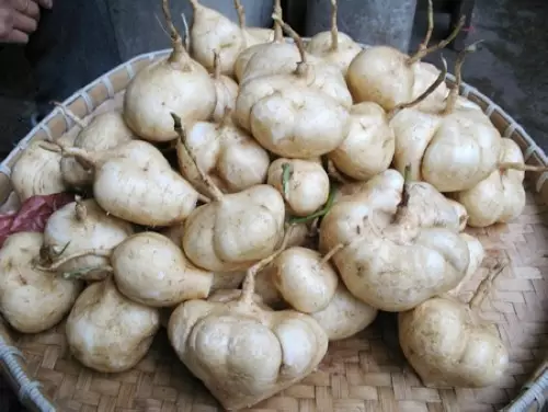 怀孕可以吃凉薯吗 凉薯是不是就是地瓜 怀孕可以吃凉薯吗 凉薯是不是就是地瓜