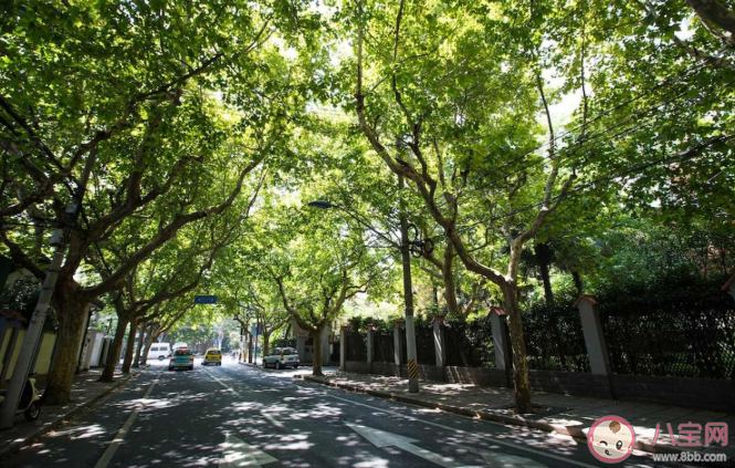 春季花粉过敏人群需避免接触哪类植物 蚂蚁庄园4月2日最新答案 春季花粉过敏人群需避免接触哪类植物 蚂蚁庄园4月2日最新答案