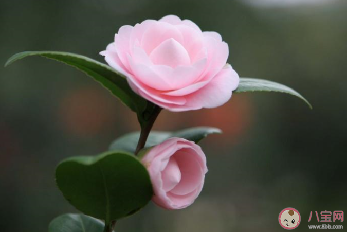 关于山茶花的经典说说美句 描写山茶花的美文段落大全