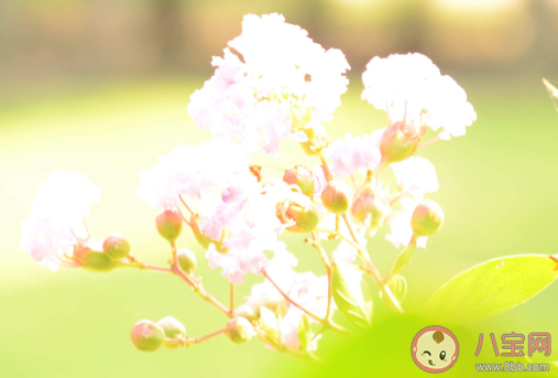 温柔干净且无关爱情的句子大全 温柔干净的朋友圈唯美文案说说