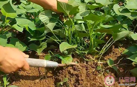 红薯翻藤有什么要求和注意事项 红薯的藤有毒吗