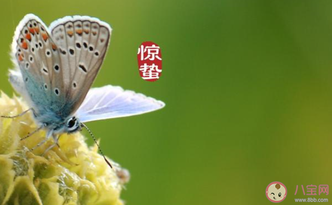 24节气惊蛰节气的经典心情说说 24节气惊蛰节气个性文案说说2020