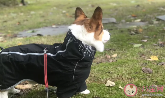 养狗一个月要花多少钱 养狗一年的花销计算
