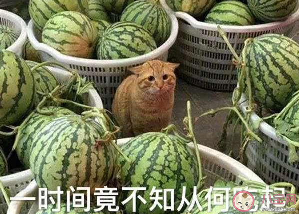 一瓜未平一瓜又起是什么意思什么梗 一瓜未平一瓜又起含义解释