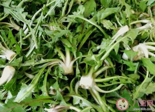 蒲公英和婆婆丁是一种植物吗 蒲公英和婆婆丁的区别是什