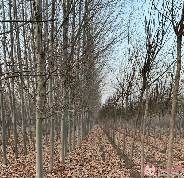 老家呆久了不想走是什么感受 老家呆久了不想走心情