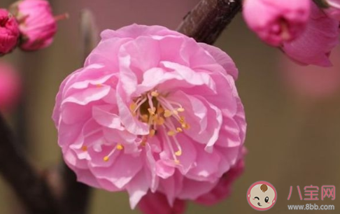 榆叶梅是一种什么植物呢  榆叶梅有什么作用呢