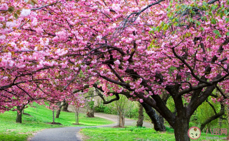 樱花盛开晒照片的朋友圈配文 2020樱花盛开了赏花的说说 樱花盛开晒照片的朋友圈配文 2020樱花盛开了赏花的说说