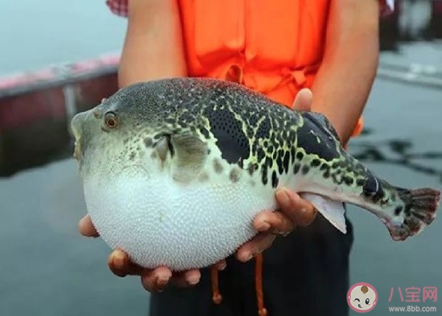 河豚精是什么意思什么梗 河豚精梗的出处介绍 河豚精是什么意思什么梗 河豚精梗的出处介绍