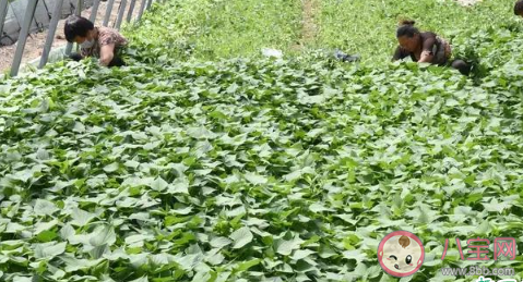 红薯翻藤到底好不好 红薯翻藤一般在几月份