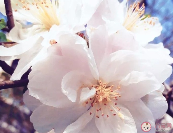 2020给妈妈的简短祝福语说说 妇女节精选祝福妈妈的句子 2020给妈妈的简短祝福语说说 妇女节精选祝福妈妈的句子