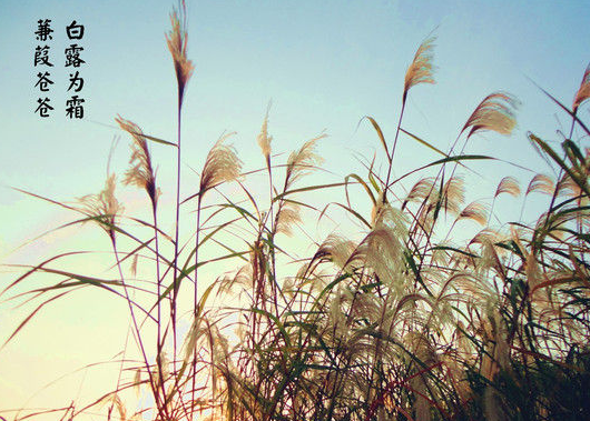 白露吃什么食物养生 白露养生食物推荐 白露吃什么食物养生 白露养生食物推荐