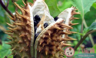 大学生吃曼陀罗种子祛痘住进ICU是怎么回事 曼陀罗种子毒性有多强