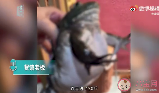 餐馆老板吐槽注水牛蛙如气球 牛蛙为什么会被注水