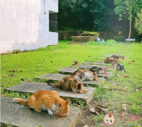 relationshit是什么梗 relationshit什么意思