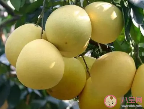 孕妇吃柚子的好处及注意事项 孕妇吃柚子跟石榴比较哪个好