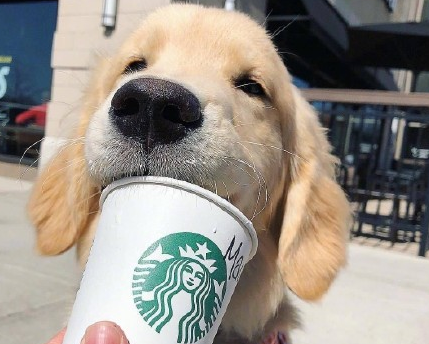 如果能和宠物谈话一小时 你会说些什么