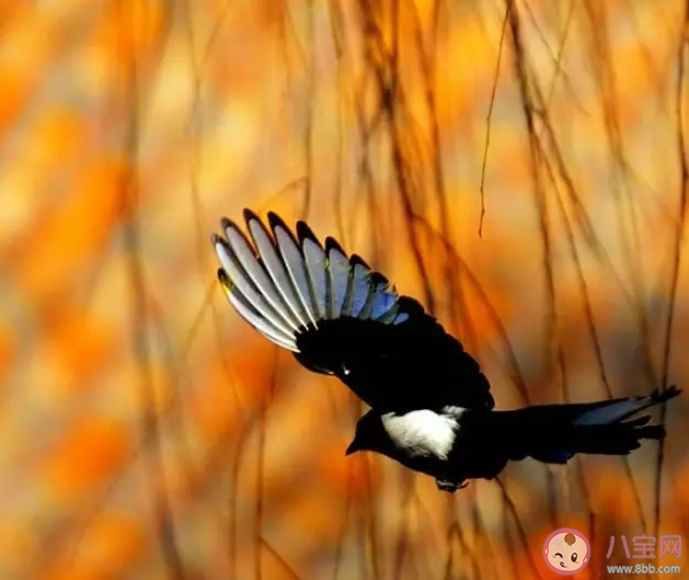 春天惊蛰相关的诗句 惊蛰节气的诗词句子2020