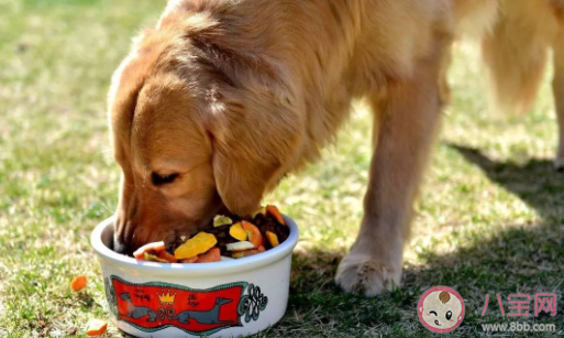 狗不能吃咸的东西吗 狗可以吃玉米棒子嘛