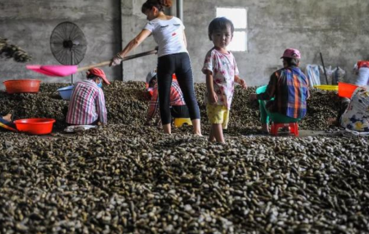 孩子可以吃槟榔吗 小孩儿吃槟榔有什么危害 孩子可以吃槟榔吗 小孩儿吃槟榔有什么危害