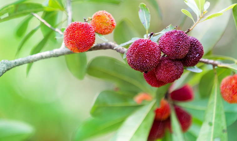 孩子杨梅吃多少比较好 孩子吃杨梅要注意什么