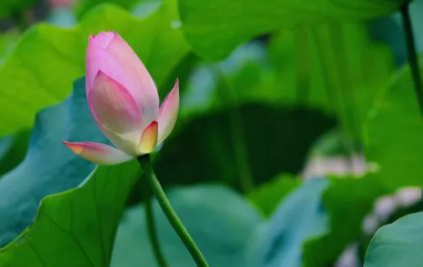 三伏天吃什么好 三伏天的饮食注意事项