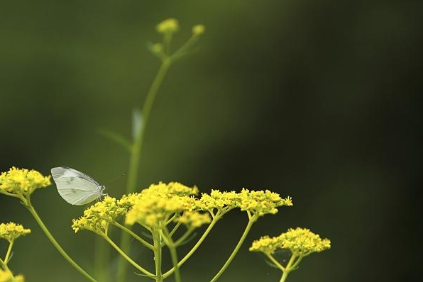 春分时节吃什么养生2019 春分养生攻略