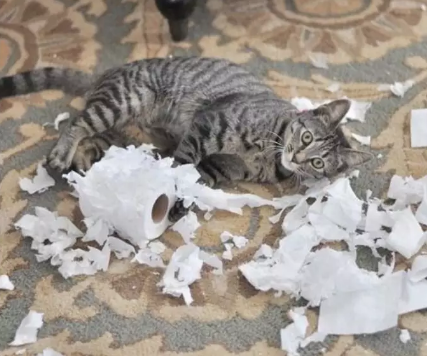 用过的卫生纸属于什么垃圾 用过的卫生纸是湿垃圾吗