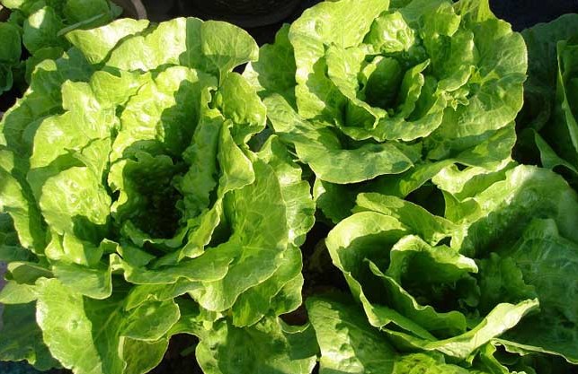 莴笋叶子是生菜吗 莴笋和生菜是一种吗