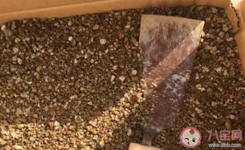 蚂蚁庄园沙漠里的沙子能直接用来建造房屋吗 小课堂12月15日答案