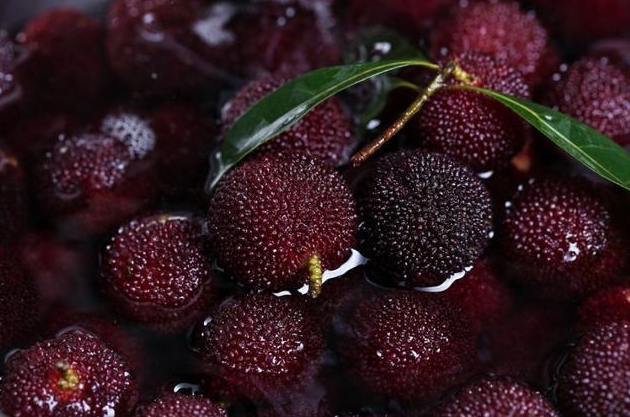 杨梅里为什么有白色虫子 杨梅里的白色虫子怎么清洗干净