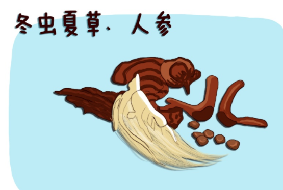 孩子能吃冬虫夏草吗 孩子吃冬虫夏草的危害