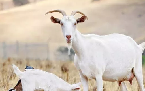 动物奶汁里面哪种营养最高 给宝宝选择羊奶粉好吗 动物奶汁里面哪种营养最高 给宝宝选择羊奶粉好吗