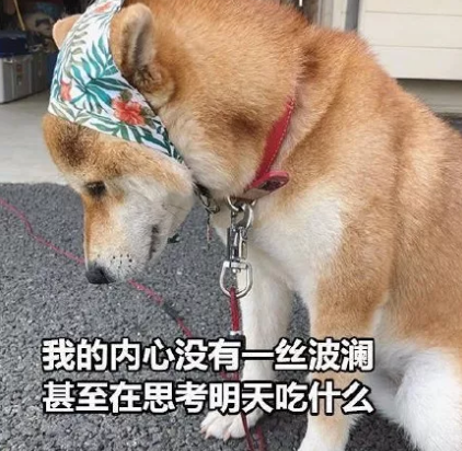 七夕吃狗粮的心情说说 七夕吃 狗粮搞笑说说图片